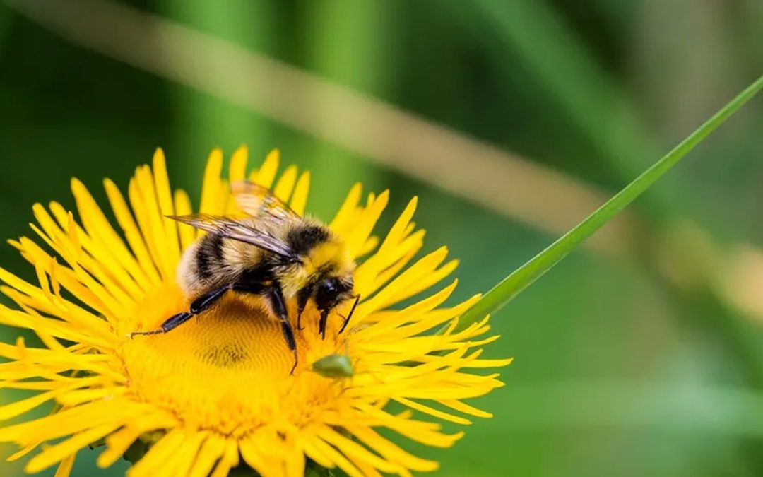 Maart – Genieten van de lentekriebels in Brabant: zo doe je dat!