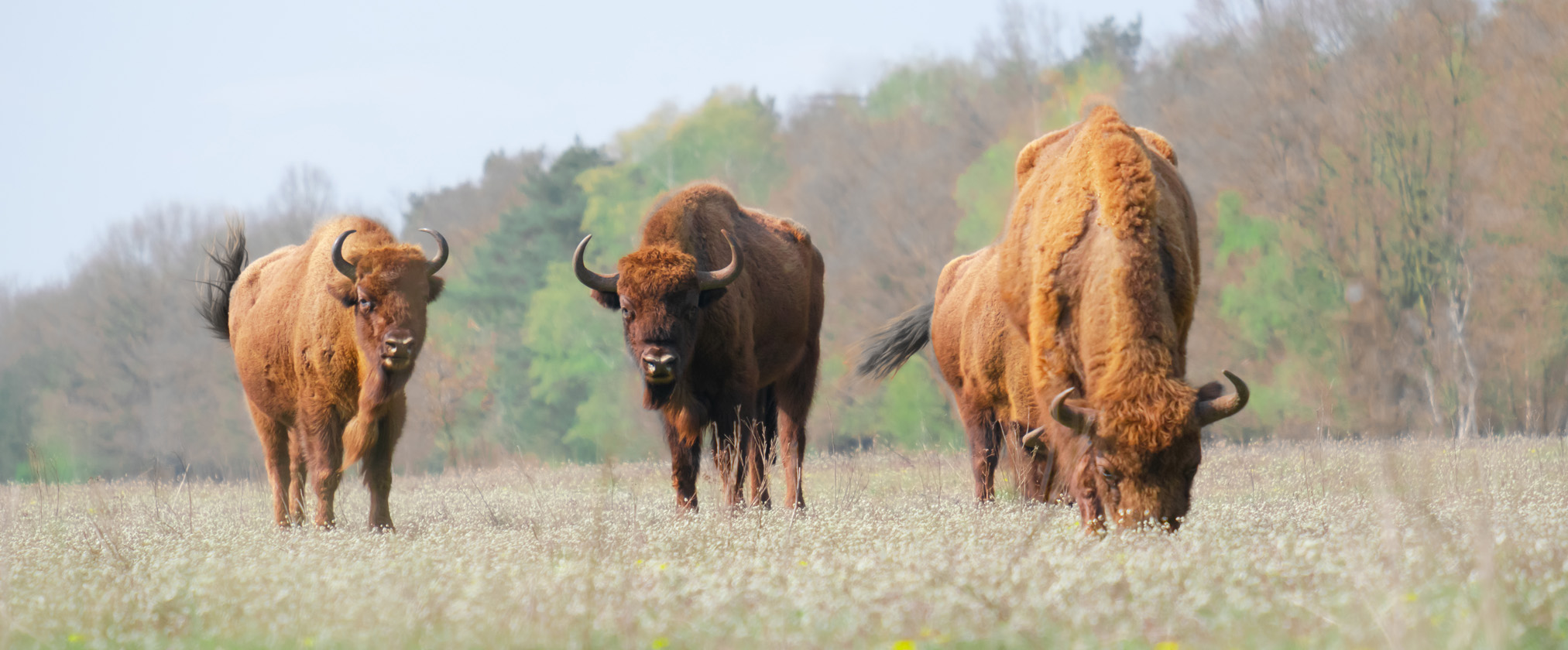 wisentenexcursie in De Maashorst