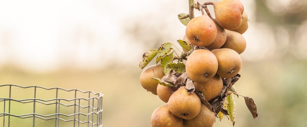 Pluk je eigen fruit of bloemen Brabant