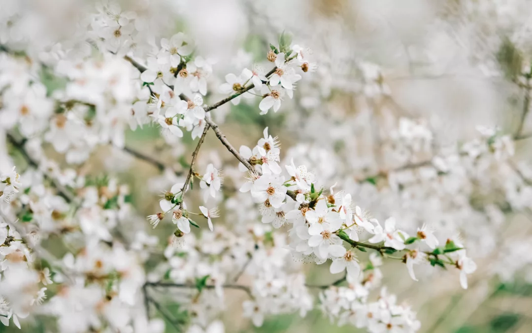 Maart – Voorjaar vieren in Brabant: samen genieten op de mooiste plekken in de natuur