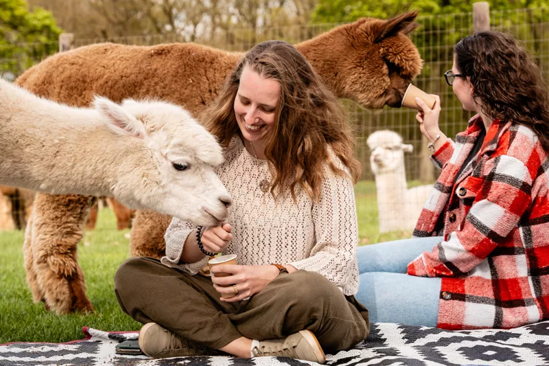 alpaca Alpacafarm Vorstenbosch