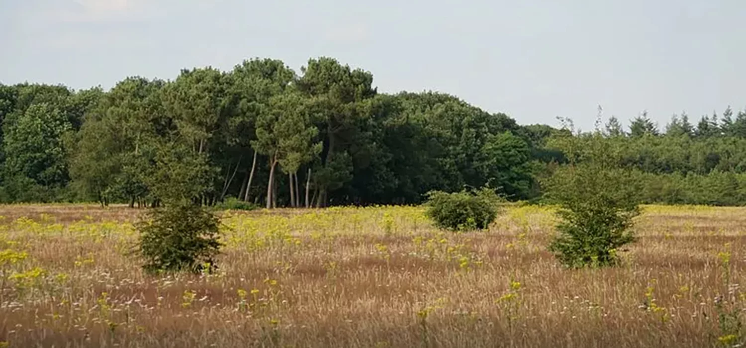 Skål Grave